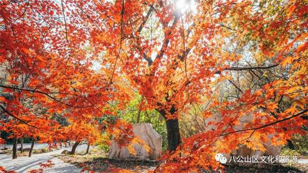 【圖說淮南】——八公山風(fēng)景區(qū)這個地方紅了！