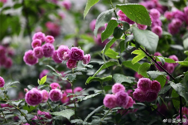 【圖說淮南】—— 雨中邂逅薔薇