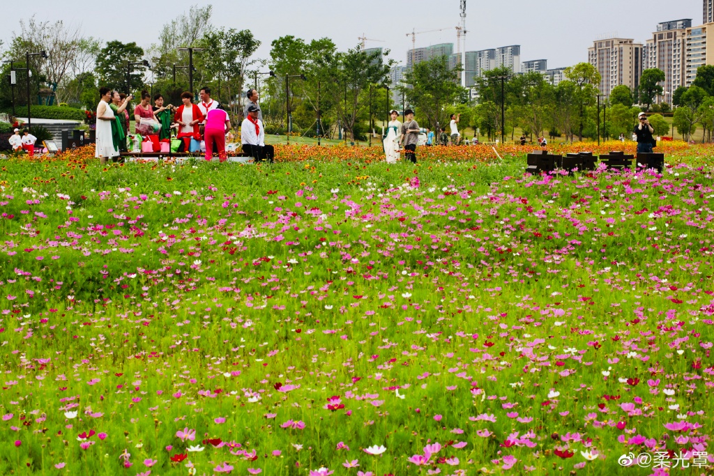 【圖說(shuō)淮南】——淮南的中央公園的花一定不能錯(cuò)過(guò)！