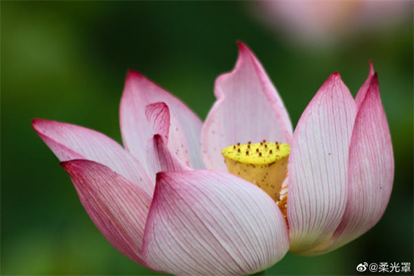 【圖說淮南】——一朵芙蕖，開過尚盈盈