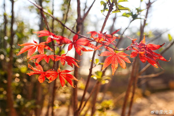 【圖說淮南】——霜葉紅于二月花