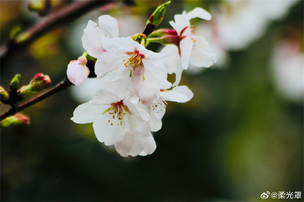 【圖說淮南】——雨中的花兒