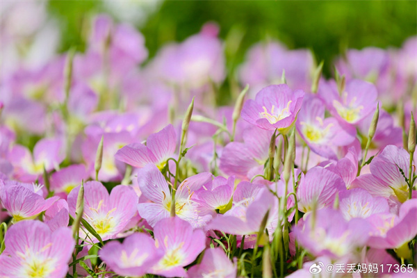 【圖說(shuō)淮南】——繁花似錦