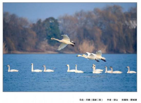 圖說(shuō)淮南——首屆鳥(niǎo)類攝影展