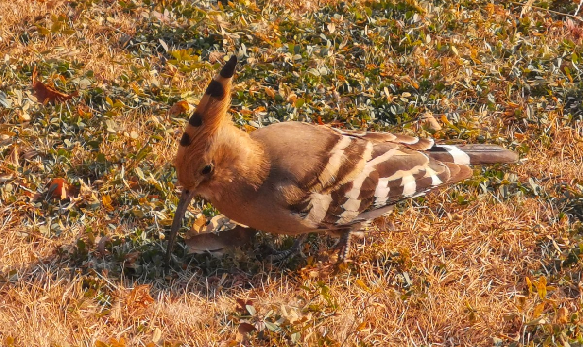 圖說(shuō)淮南——“戴勝鳥(niǎo)”現(xiàn)身大通濕地公園